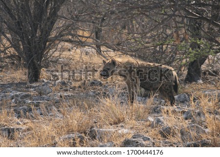 Hyena predator in Etosha National Park