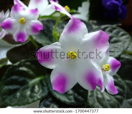 Beautiful pink and white flower. African violet head macro photo. African violet flowers
