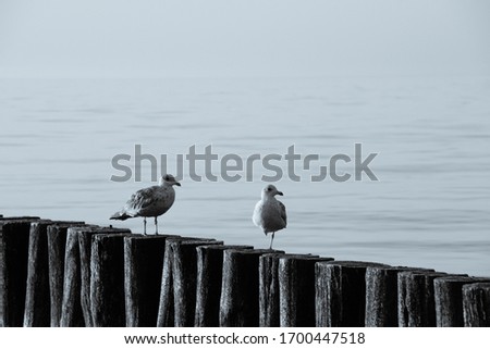 The pictures show the beach and seagulls in Ustronie Morskie