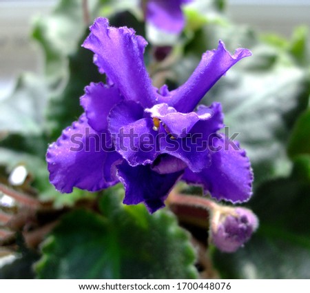 Beautiful dark violet flower among leaves. African violet head macro photo. African violet flowers
