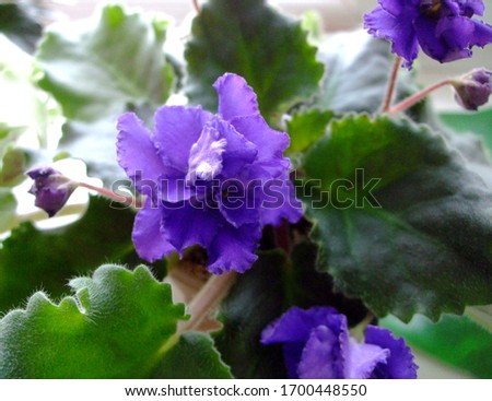 Beautiful dark violet flower among leaves. African violet head macro photo. African violet flowers