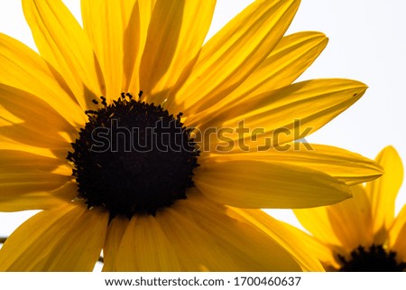 Close-up of yellow sunflower with brown seed head against white bright background. Macro photography. Yellow flower background.