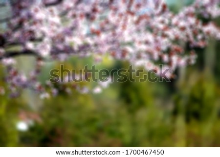 Beautiful natural background. Branches of a blossoming tree. Blurred photo