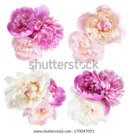 Peonies flower isolated on white background Royalty-Free Stock Photo #170047091