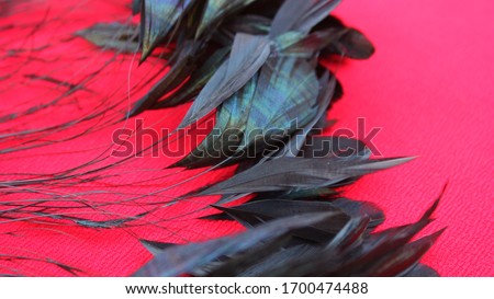 Frame of black feathers on a red background. Emo style frame made of boa (feather scarf) isolated on red. exotic soft beautiful black feather. Feathers laid out around. A fan in dark colors.