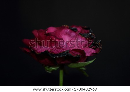 Purple rose on black with fire