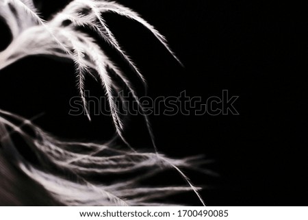 elegant light feathers on a dark background