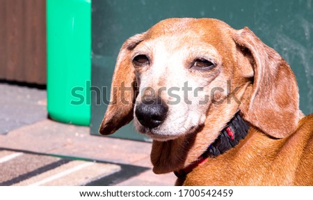 An old Miniature Dachshund in a relaxed scene.
