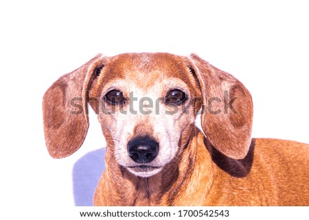 An old Miniature Dachshund in a relaxed scene, looking into the camera.