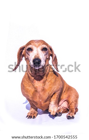 An old Miniature Dachshund in a relaxed scene, looking into the camera.