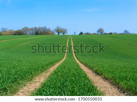 Tractor marks left in a field of newly sown crops. Perry Green, Much Hadham, Hertfordshire. UK Royalty-Free Stock Photo #1700550031
