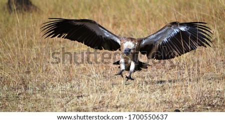 vulture in full extent of the wingspan landing on a kill