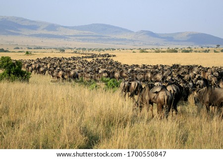 A group of wildebeests running during the wildebeests migration