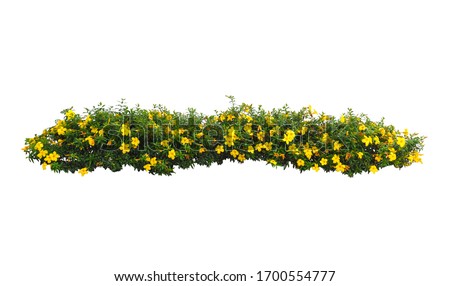 Yellow Flowers bush tree isolated on white background,Objects with Clipping Paths Royalty-Free Stock Photo #1700554777