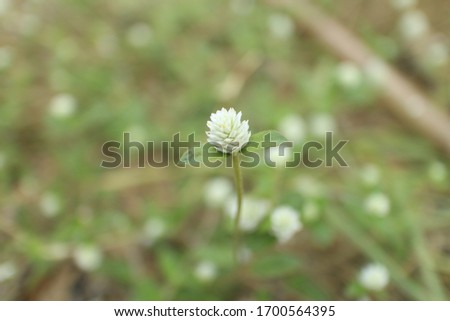 One white Kun Yi flower