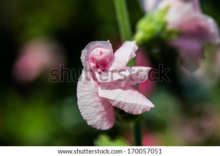 Pink Flower In Garden