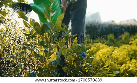 Gardening activity - close up shot of watering the plants of blueberries with beautiful golden sun backlight Royalty-Free Stock Photo #1700570689