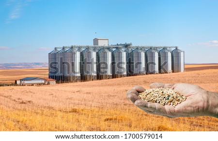 Harvesting concept - Close up of farmer's hands holding wheat grains on the background Agricultural Silos for storage and drying of grains, wheat