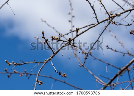 Tree branch with buds on a background of blue sky and clouds
