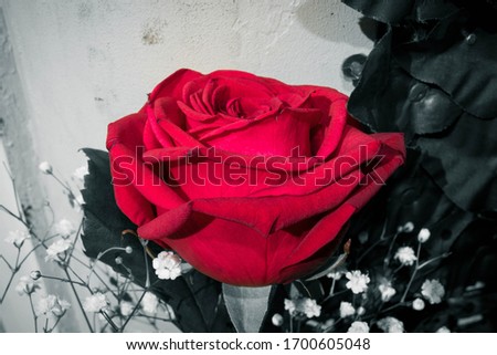 Beautiful red rose ready to be reacted for valentine's day