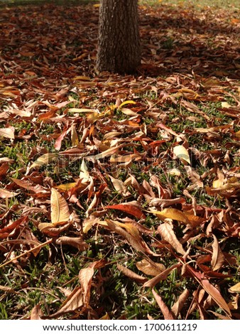 Brown leaves falling down around a tree.
