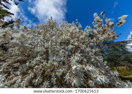 A white star magnolia tree in bloom with its soft, white droopy petals. Spring in Kubota Garden, Seattle, WA, USA
