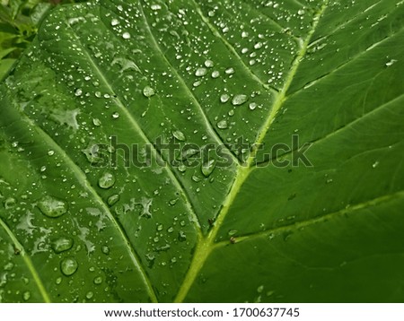 close-up view of raindrops on green leaves after the rain

