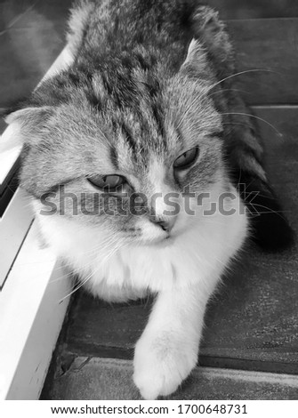 Portrait of a white and grey cat, lying on the steps in the house