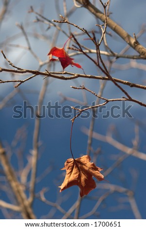 Last maple leaves on a tree