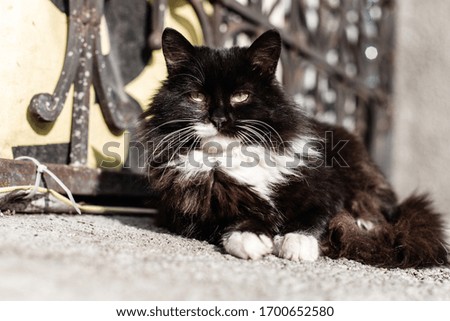 black cat with green eyes laying on a sunny street. outdoor picture od a black cat in a sun. pets on a backyard. cat laying on a sunny backyard during isolation