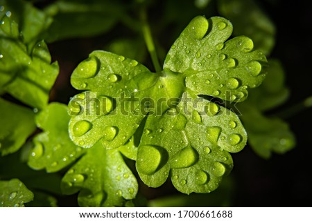 Green fresh parsley leaf dewy with water. Macro photography. Selective Focus. Close up. Royalty-Free Stock Photo #1700661688