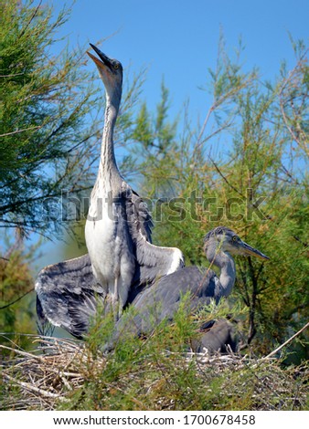 Grey heron (Ardea cinerea) perched in tree in its nest and seen from front with the neck tightly stretched vertically, in the Camargue is a natural region located south of Arles in France