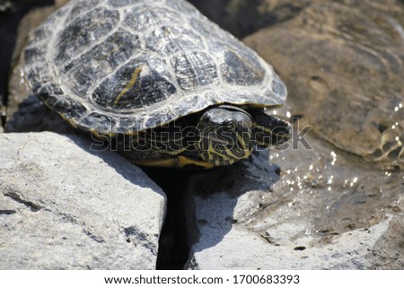water turtle on the rocks
