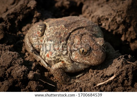 An earthen toad sits on the ground. Vertical pupil of a toad closeup.