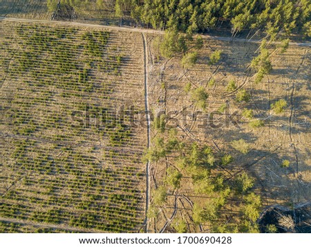 Coniferous forest in spring on a clear sunny day. Aerial drone v