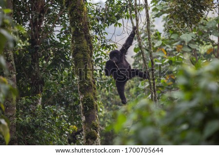 baby gorilla climbing tree in Congo rainforest  Royalty-Free Stock Photo #1700705644