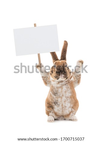 Cute bunny holding a blank white banner.