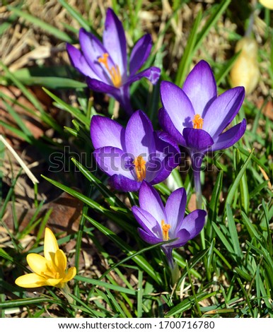 Crocus is a genus of flowering plants in the iris family comprising 90 species of perennials growing from corms. Many are cultivated for their flowers appearing in autumn, winter, or spring.