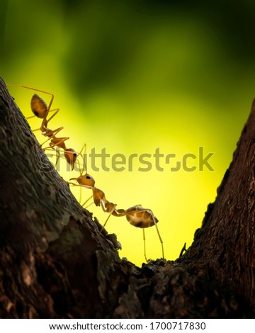 The Ant Colony - Amazing Macro Photo Series