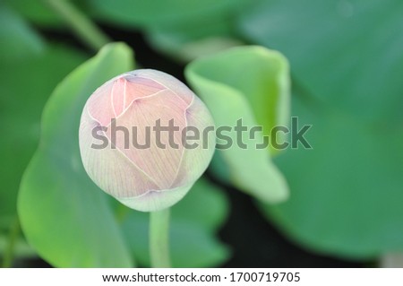 a bud lotus flower background green leaves