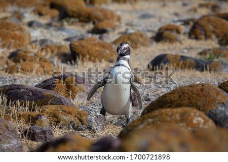 magellan penguin walking between stones desert landscape of Argentinian Patagonia 