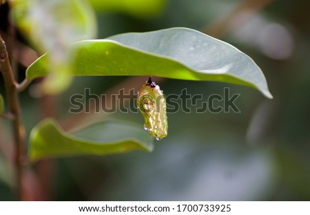 green leaf with cocoon butterfly