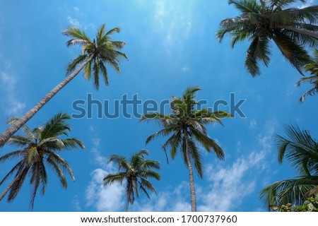 View into the palm tree sky on a sunny day at the sea