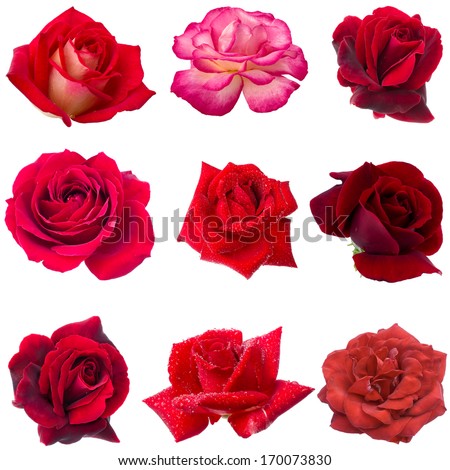 collage of nine red roses Royalty-Free Stock Photo #170073830