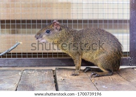 the olive agouti sits and watches the photographer closely. the animal