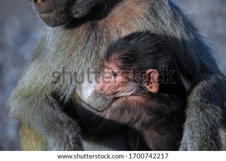 Cute and Nice Hamadryas baboon Baby, Djibouti