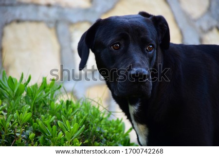 black dog stands in garden