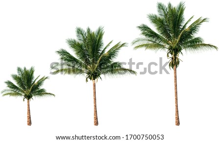 Group of coconut trees isolated on white background.