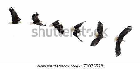 Various phases of a flying  bald eagle ( Haliaeetus leucocephalus ). Isolated white background