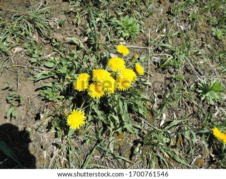 two yellow dandelions on green grass, spring concept
